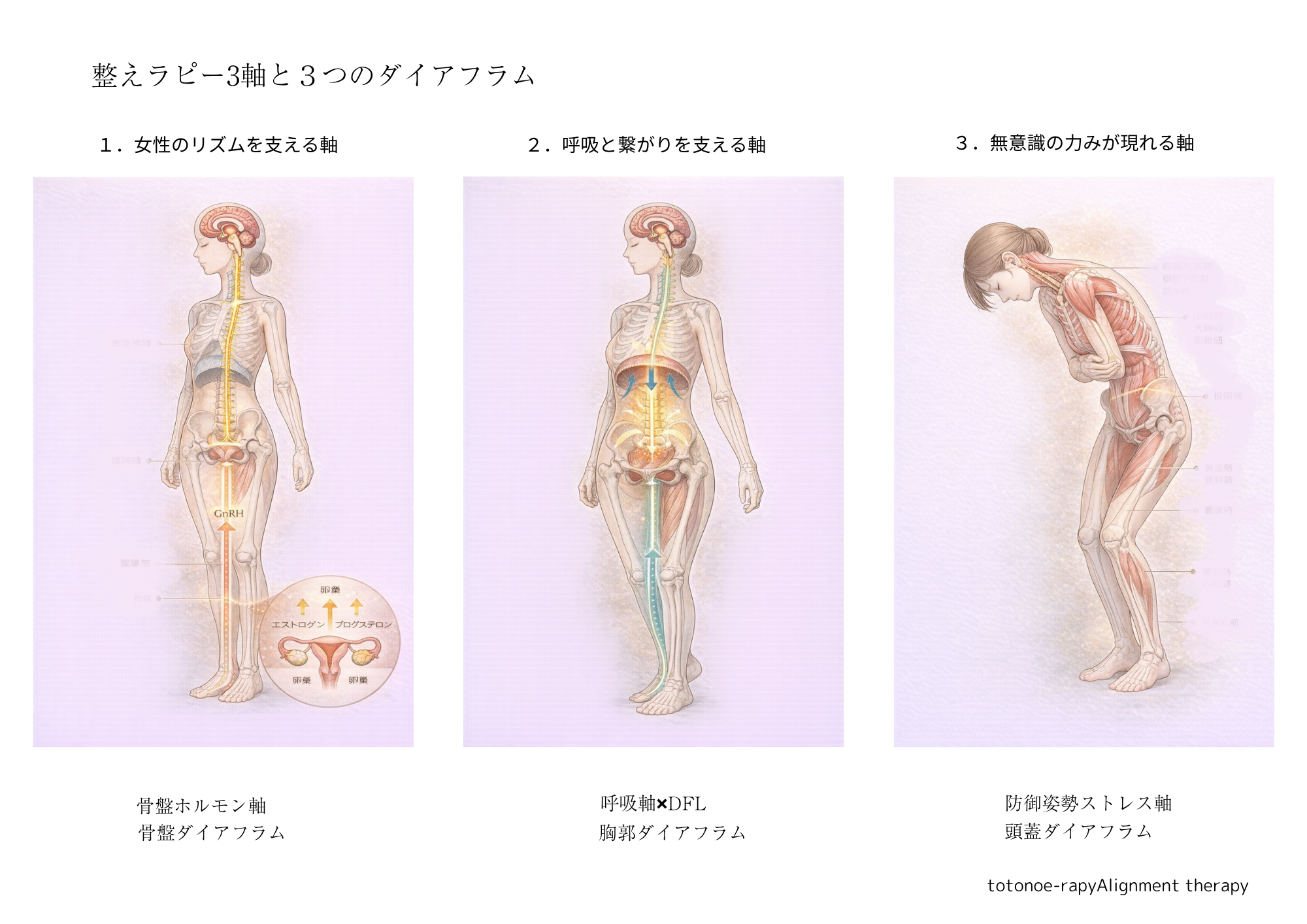 骨盤ホルモン軸・呼吸軸・防御姿勢ストレス軸